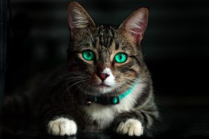 Vnímá vaše kočka paranormální jevy? Díky těmto signálům to poznáte!