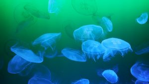 Sladkovodní medúzy v Čechách