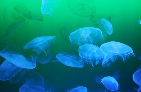 Sladkovodní medúzy v Čechách