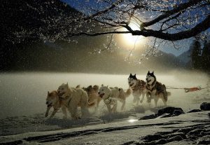 Nejznámější závod psích spřežení Iditarod.