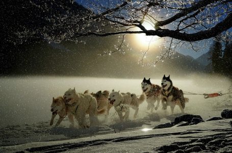 Nejznámější závod psích spřežení Iditarod.
